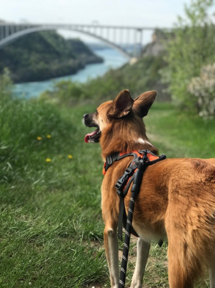 Dog on a hike with the Lewiston Queenston bridge in the background